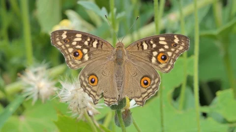 Butterfly eating nectar of pollen. Stock Footage 111569371