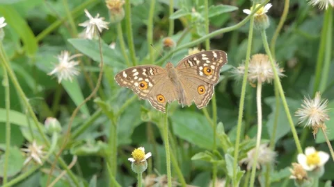 Butterfly eating nectar of pollen. 库存影片 111569391
