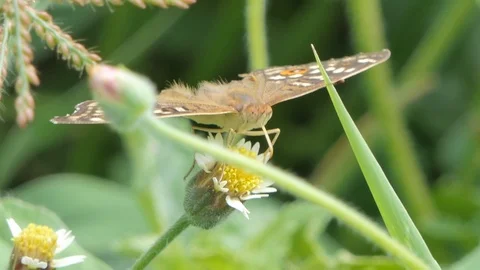 Butterfly eating nectar of pollen. Stock Footage 111569409