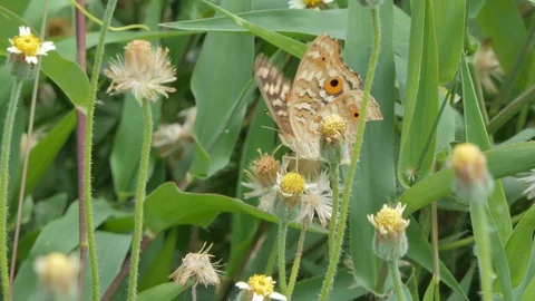 Butterfly eating nectar of pollen. Stock Footage 111569427