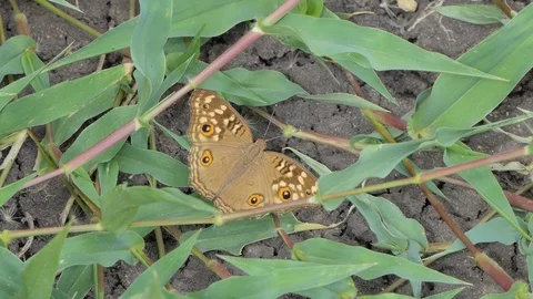 Butterfly eating nectar of pollen. Stock Footage 111569446
