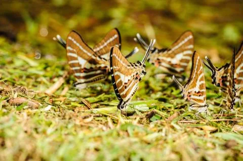 Butterfly eating salt marsh. Stock Photos