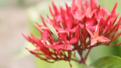 Butterfly eats on a flower in garden. Slow motion Stock Footage 44086400