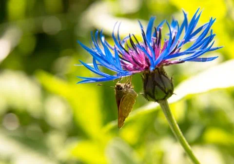 The butterfly eats flower nectar Stock Photos