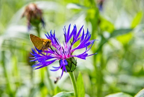 The butterfly eats flower nectar Stock Photos