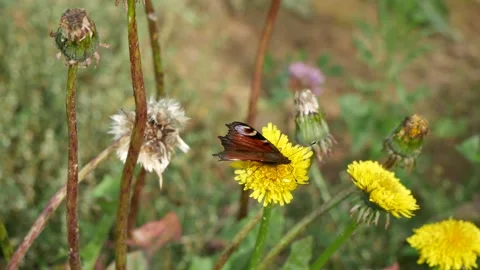 A butterfly eats nectar on a dandelion flower moving in a circle. Video stock 138520514