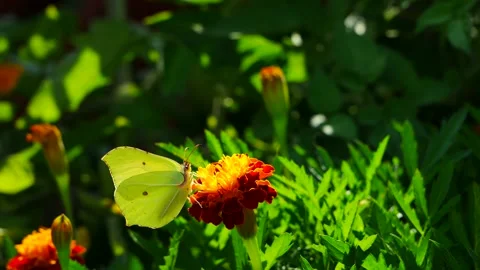 The butterfly eats nectar on the flower and flies away. Video stock 156999866