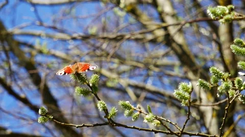Butterfly eats nectar on a flowering willow in the spring forest. Video stock 239072400