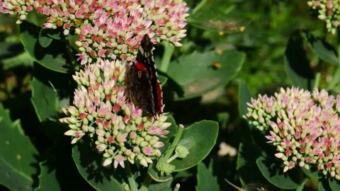 A butterfly eats nectar on flowers. Video stock 159561498