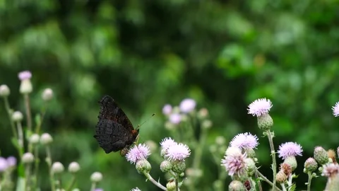 The butterfly eats nectar on the flowers of the thistle. Video stock 157156240