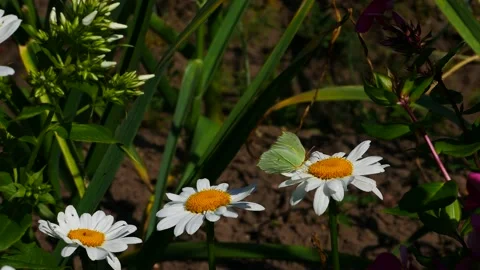 A butterfly eats nectar as it flies from one flower to another. Video stock 156999733