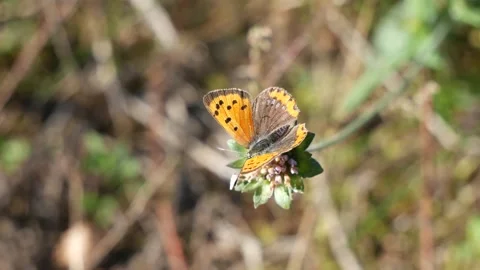 A butterfly eats nectar on a lonely flower. 動画素材 141442573