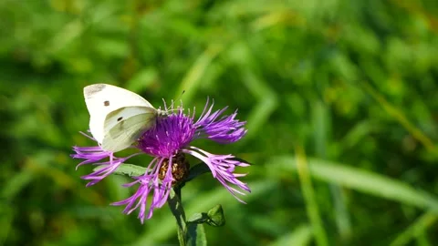 A butterfly eats nectar on a meadow cornflower Video stock 251728857