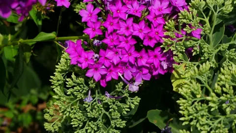 A butterfly eats nectar on phlox flowers. 動画素材 159561313