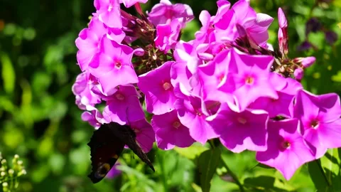Butterfly eats nectar on pink phlox Vídeo Stock 313734430