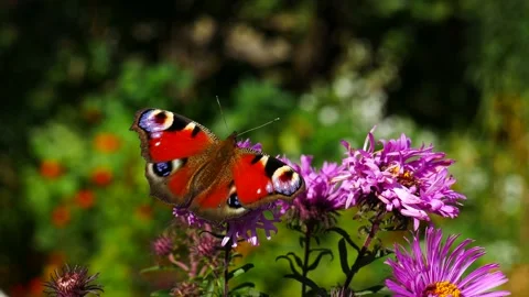 A butterfly eats nectar on a purple daisy. Stock Footage