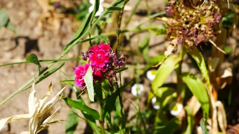 A butterfly eats nectar on a red flower while flying from place to place Video stock 246194868
