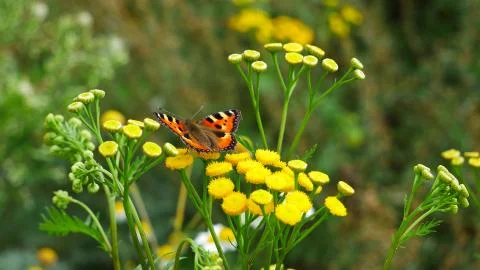 A butterfly eats nectar on a tansy flower Stock Photos
