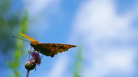 A butterfly eats nectar on a thistle flower against a blue sky and flies awa Video stock 202084949