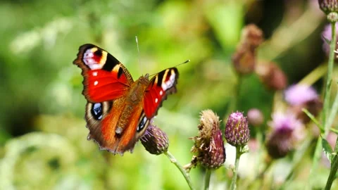 The butterfly eats the nectar on the thistle flower and flies away. Video stock 202085399