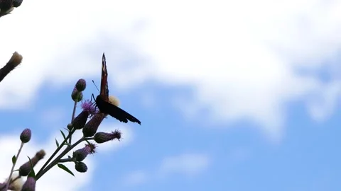 A butterfly eats nectar on a thistle flower against a blue sky and flies awa Video stock 202085410