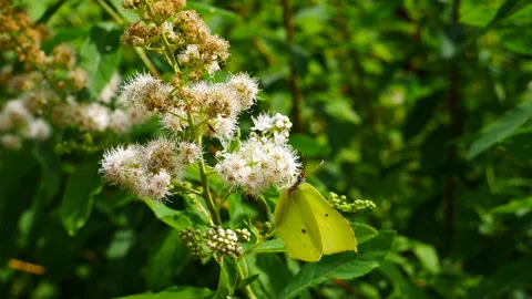 A butterfly eats nectar on a white flower. 스톡 동영상 166400277