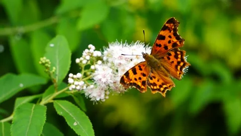 A butterfly eats nectar on a white flower Video stock 166400436