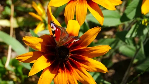 A butterfly eats nectar on yellow echinacea. Video stock 157624876
