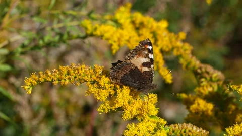 A butterfly eats nectar on a yellow flower. Stock-Footage 139341334