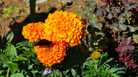 Butterfly eats nectar on yellow marigold flowers 스톡 동영상 159561395