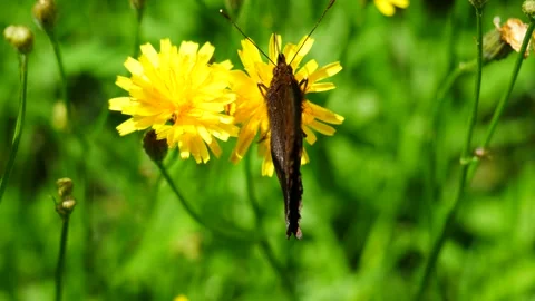 Butterfly eats nectar on a yellow meadow flower. 스톡 동영상 247557694