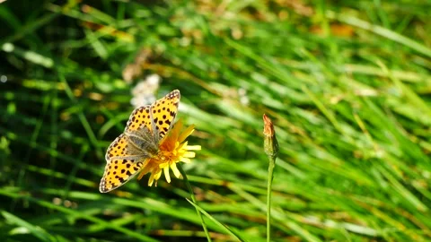 A butterfly eats nectar on a yellow meadow flower. Video stock 251728670