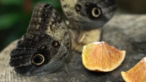 Butterfly eats a piece of orange 스톡 동영상 125990482