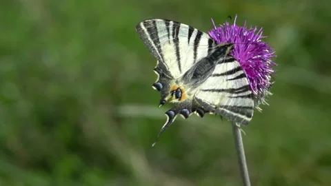 Butterfly Eats Pollen 스톡 동영상 138381862