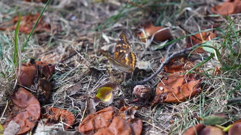 Butterfly eats rotten fruit. Rotten fruit is a favorite dish of almost all types Stock Footage 282584595