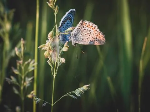 Butterfly eats in the Summer garden. Stock-Fotos
