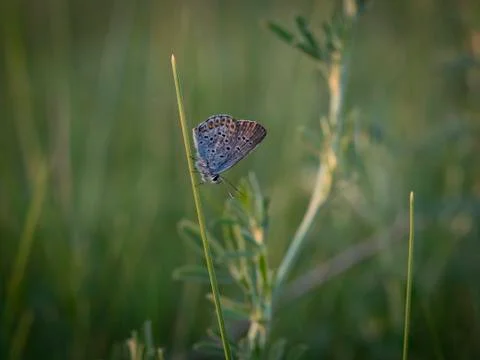 Butterfly eats in the Summer garden. Stock Photos