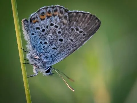 Butterfly eats in the Summer garden. Stock Photos