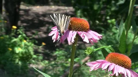 Butterfly on echinacea flowers 動画素材 10858231