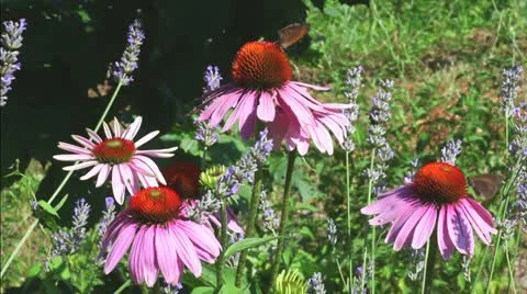 Butterfly on echinacea flowers Stock Footage 10876380