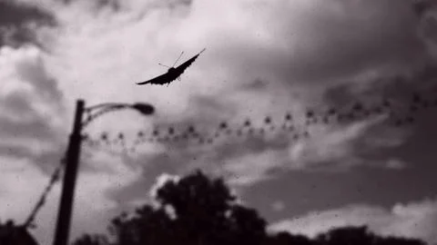 Butterfly effect Stock Photos