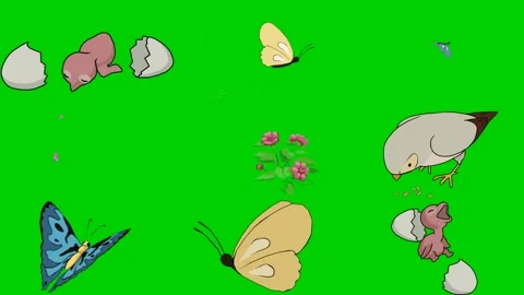 Butterfly Egg Hatch Newborn Bird Pigeon Insect Fly Wing 2d animated cartoon Stock Footage 334703306