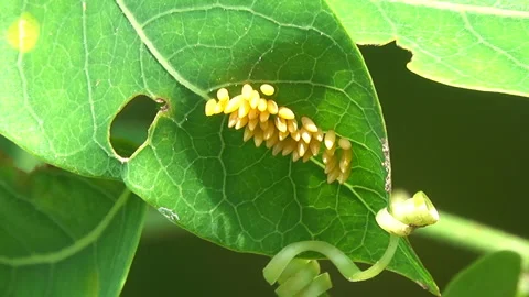 Butterfly eggs 스톡 동영상 291374815