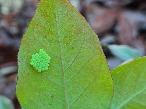 Butterfly eggs or moths folded on the leaf. Stock Photos