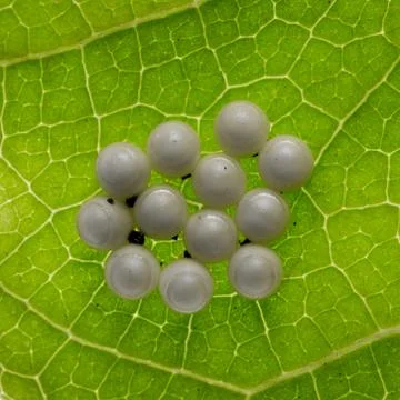 Butterfly eggs Stock Photos