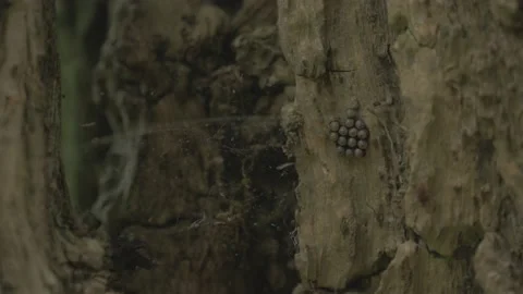 Butterfly eggs on a tree trunk in nature Stock Footage 211806331