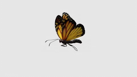 Butterfly Element with Alpha Channel Stock Footage 277804591