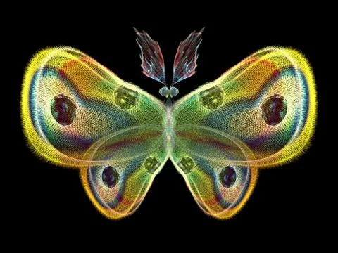Butterfly Elements イラスト素材