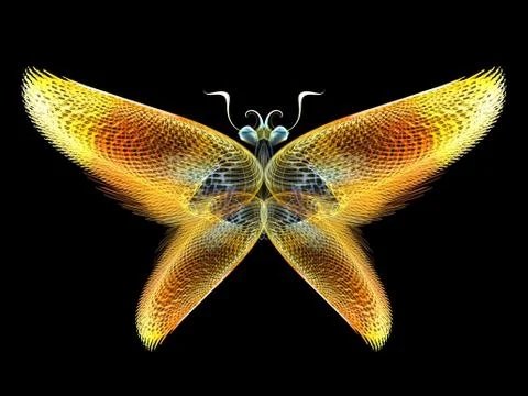 Butterfly Elements 스톡 일러스트