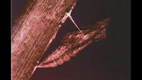 A butterfly emerges from its cocoon and spreads its wings for the first time Stock Footage 116993091